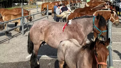 Foire aux chevaux